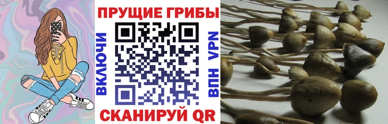 Галлюциногенные грибы Cubensis  Курск 